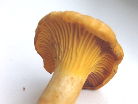 chanterelle mushroom